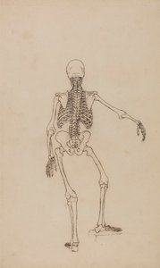 Mänskligt skelett, bakifrån av George Stubbs