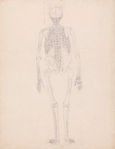 Mänskligt skelett, bakifrån av George Stubbs