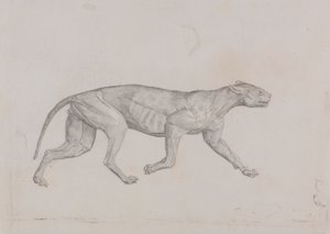 Leopardkropp, sidovy av George Stubbs
