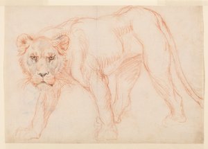 Lioness prowling, recto, 1700- eller 1800-tal av George Stubbs