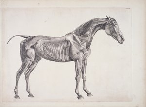 Plåt från The Anatomy of the Horse, c.1766 av George Stubbs