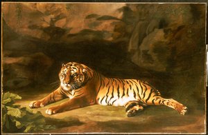 Porträtt av den kungliga tigern, ca 1770