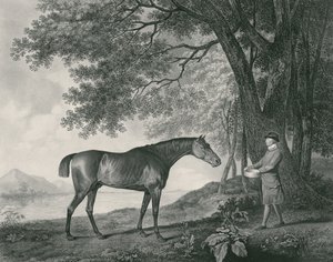 Sharke, graverad av George Townley Stubbs (1756-1815) pub. 1794 (etsning) av George Stubbs