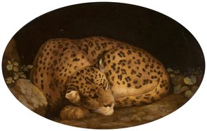 Sovande leopard, 1777.