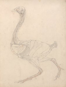 Studie av en fågel, sidovy, diagram för nyckel till tabell XV, från en jämförande anatomisk beskrivning av människokroppens struktur med en tiger och en vanlig fågel, 1795-1806 (grafit & om av George Stubbs
