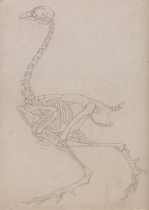 Studie av en fågel, sidovy, från en jämförande anatomisk beskrivning av människokroppens struktur med en tiger och en vanlig fågel, 1795-1806 (grafit på tunt vävt papper) av George Stubbs