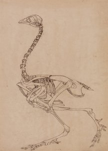 Studie av en höns, sidovy, från en jämförande anatomisk beskrivning av människokroppens struktur med en tiger och en höns, 1795-1806 (penna & bläck och grafit på tunt vävt papper) av George Stubbs