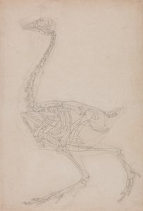 Studie av en fågel, sidovy, från en jämförande anatomisk beskrivning av människokroppens struktur med en tiger och en vanlig fågel, 1795-1806 (grafit på kraftigt vävt papper) av George Stubbs