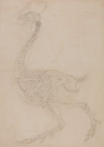 Studie av en fågel, sidovy, från en jämförande anatomisk utläggning av människokroppens struktur med en tiger och en vanlig fågel, 1795-1806 (grafit på vävt papper) av George Stubbs