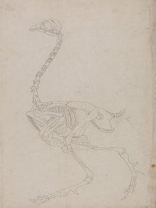 Studie av en fågel, sidovy, från en jämförande anatomisk beskrivning av människokroppens struktur med en tiger och en vanlig fågel, 1795-1806 (grafit på tunt vävt papper) av George Stubbs