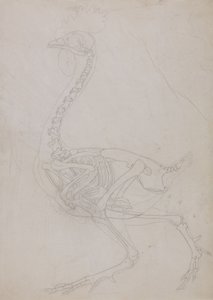 Studie av en fågel, sidovy, från en jämförande anatomisk beskrivning av människokroppens struktur med en tiger och en vanlig fågel, 1795-1806 (grafit på tunt vävt papper) av George Stubbs