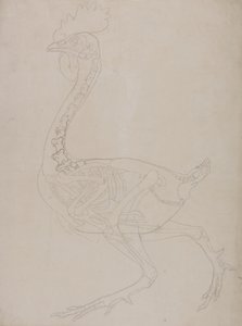 Studie av en fågel, sidovy, från en jämförande anatomisk beskrivning av människokroppens struktur med en tiger och en vanlig fågel, 1795-1806 (grafit på tunt vävt papper) av George Stubbs