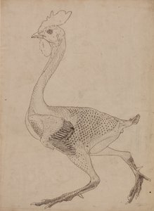 Studie av en höns, sidovy, från en jämförande anatomisk beskrivning av människokroppens struktur med en tiger och en höns, 1795-1806 (penna och bläck över grafit och röd krita på sid. av George Stubbs