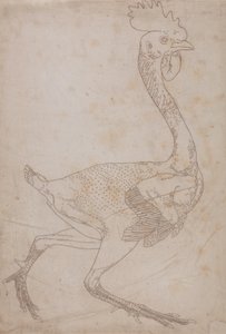 Studie av en fågel, sidovy, från en jämförande anatomisk beskrivning av människokroppens struktur med en tiger och en vanlig fågel, 1795-1806 (grafit och röd krita på papper) av George Stubbs