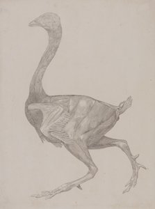 Studie av en fågel, sidovy, från en jämförande anatomisk beskrivning av människokroppens struktur med en tiger och en vanlig fågel, 1795-1806 (grafit på tunt vävt papper) av George Stubbs