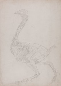 Studie av en fågel, sidovy, från en jämförande anatomisk beskrivning av människokroppens struktur med en tiger och en vanlig fågel, 1795-1806 (grafit på tunt vävt papper) av George Stubbs