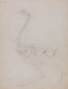 Studie av en fågel, sidovy, från en jämförande anatomisk beskrivning av människokroppens struktur med en tiger och en vanlig fågel, 1795-1806 (grafit på tunt vävt papper) av George Stubbs