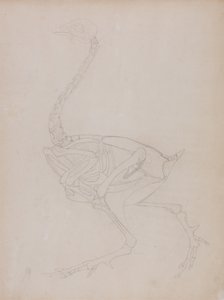 Studie av en fågel, sidovy, från en jämförande anatomisk beskrivning av människokroppens struktur med en tiger och en vanlig fågel, 1795-1806 (grafit på tunt vävt papper) av George Stubbs