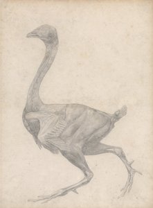 Studie av en fågel, sidovy, med hud och underliggande fascialager borttagna, från A Comparative Anatomical Exposition of the Structure of the Human Body with the of a Tiger and a Common Fowl, 1795 av George Stubbs