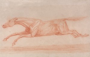 Studie av en kapplöpningshäst i aktion:  Galopp till vänster, en semi anatomisk studie, med huden flådd för att visa musklernas funktion av George Stubbs