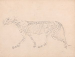 Studie av en tiger, sidovy, abdominala inälvor exponerade, från en jämförande anatomisk beskrivning av människokroppens struktur med en tiger och en höns, ca 1795-1806 (grafit på av George Stubbs