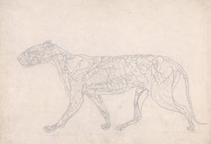 Studie av en tiger, sidovy, diagram som visar den subkutana blodförsörjningen, från A Comparative Anatomical Exposition of the Structure of the Human Body with that of a Tiger and a Common Fowl, 1795- av George Stubbs