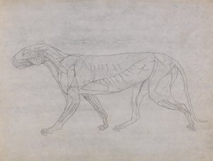 Studie av en tiger, sidovy, från en jämförande anatomisk beskrivning av människokroppens struktur med en tiger och en höns, ca 1795-1806 (grafit och bläck på patronpapper) av George Stubbs