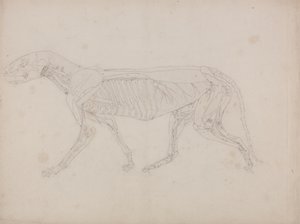 Studie av en tiger, sidovy, från en jämförande anatomisk beskrivning av människokroppens struktur med en tiger och en höns, ca 1795-1806 (grafit på patronpapper) av George Stubbs