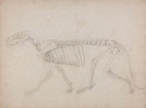 Studie av en tiger, sidovy, från en jämförande anatomisk utläggning av människokroppens struktur med en tiger och en höns, 1795-1806 (grafit på kraftigt vävt papper) av George Stubbs