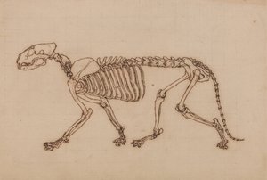 Studie av en tiger, sidovy, från en jämförande anatomisk utläggning av människokroppens struktur med en tiger och en höns, 1795-1806 (svart bläck över kritagrafit på tunga vävar) av George Stubbs