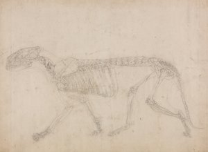 Studie av en tiger, sidovy, från A Comparative Anatomical Exposition of the Structure of the Human Body with that of a Tiger and a Common Fowl, 1795-1806 (grafit på tjockt papper) av George Stubbs
