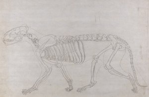 Studie av en tiger, sidovy, från A Comparative Anatomical Exposition of the Structure of the Human Body with that of a Tiger and a Common Fowl, 1795-1806 (grafit på tunt papper) av George Stubbs