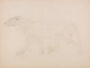 Studie av en tiger, sidovy, från A Comparative Anatomical Exposition of the Structure of the Human Body with that of a Tiger and a Common Fowl, 1795-1806 (grafit på papper) av George Stubbs