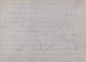 Studie av en tiger, sidovy, från en jämförande anatomisk utläggning av människokroppens struktur med en tiger och en höns, 1795-1806 (grafit på tunt vävt papper) av George Stubbs