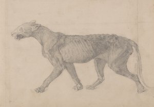 Studie av en tiger, sidovy, från en jämförande anatomisk utläggning av människokroppens struktur med en tiger och en höns, 1795-1806 (grafit på lagt papper) av George Stubbs