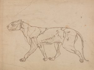 Studie av en tiger, sidovy, från en jämförande anatomisk utläggning av människokroppens struktur med en tiger och en höns, 1795-1806 (grafit på kraftigt vävt papper) av George Stubbs