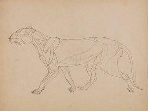Studie av en tiger, sidovy, från en jämförande anatomisk beskrivning av människokroppens struktur med en tiger och en höns, 1795-1806 (penna & bläck över grafit & krita på vävd p av George Stubbs