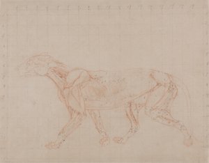 Studie av en tiger, sidovy, från en jämförande anatomisk utläggning av människokroppens struktur med en tiger och en höns, 1795-1806 (röd kritgrafit på vävt papper) av George Stubbs