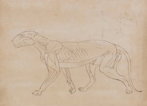 Studie av en tiger, sidovy, från en jämförande anatomisk beskrivning av människokroppens struktur med en tiger och en fågelhöna, 1795-1806 (penna och svart bläck över grafit på vävd papper av George Stubbs