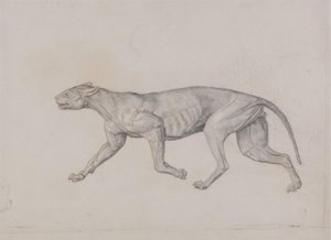 Studie av en tiger, sidovy, från en jämförande anatomisk utläggning av människokroppens struktur med en tiger och en höns, 1795-1806 (grafit med röd krita på tunt vävt papper av George Stubbs