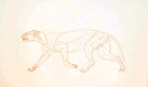 Studie av en tiger, sidovy, från en jämförande anatomisk utläggning av människokroppens struktur med en tiger och en höns, 1795-1806 (röd kritgrafit på vävt papper) av George Stubbs