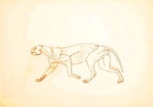 Studie av en tiger, sidovy, från en jämförande anatomisk utläggning av människokroppens struktur med en tiger och en fågelhöna, 1795-1806 (penna och bläck över röd krita på tunn vävd papper av George Stubbs