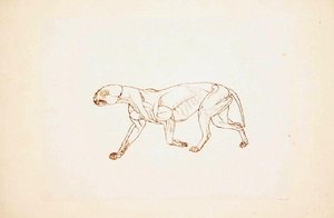 Studie av en tiger, sidovy, från en jämförande anatomisk utläggning av människokroppens struktur med en tiger och en fågelhöna, 1795-1806 (penna och bläck över röd krita på tunn vävd papper av George Stubbs