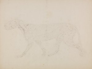 Studie av en tiger, sidovy, från "En jämförande anatomisk beskrivning av människokroppens struktur med en tiger och en vanlig fågel" av George Stubbs