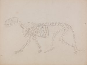 Studie av en tiger, sidovy, från "En jämförande anatomisk beskrivning av människokroppens struktur med en tiger och en vanlig fågel" av George Stubbs