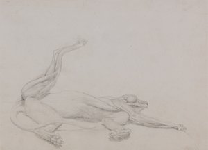 Studie av en tiger, liggande, sedd ventralt, från en jämförande anatomisk beskrivning av människokroppens struktur med en tiger och en höns, 1795-1806 (grafit på tunt vävt papper av George Stubbs