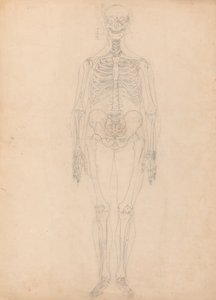 Studie av människofiguren, framifrån, diagram för nyckel till tabell I, från en jämförande anatomisk beskrivning av människokroppens struktur med en tiger och en höns, ca 1795-1806 (g av George Stubbs