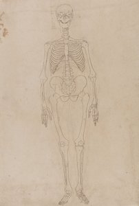 Studie av människofiguren, framifrån, från en jämförande anatomisk utläggning av människokroppens struktur med en tiger och en höns, ca 1795-1806 (grafit och bläck på papper) av George Stubbs
