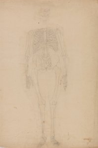 Studie av människofiguren, framifrån, från en jämförande anatomisk utläggning av människokroppens struktur med en tiger och en höns, ca 1795-1806 (grafit på papper) av George Stubbs