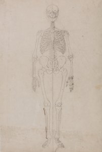 Studie av människofiguren, framifrån, från en jämförande anatomisk utläggning av människokroppens struktur med en tiger och en höns, ca 1795-1806 (grafit och bläck på papper) av George Stubbs
